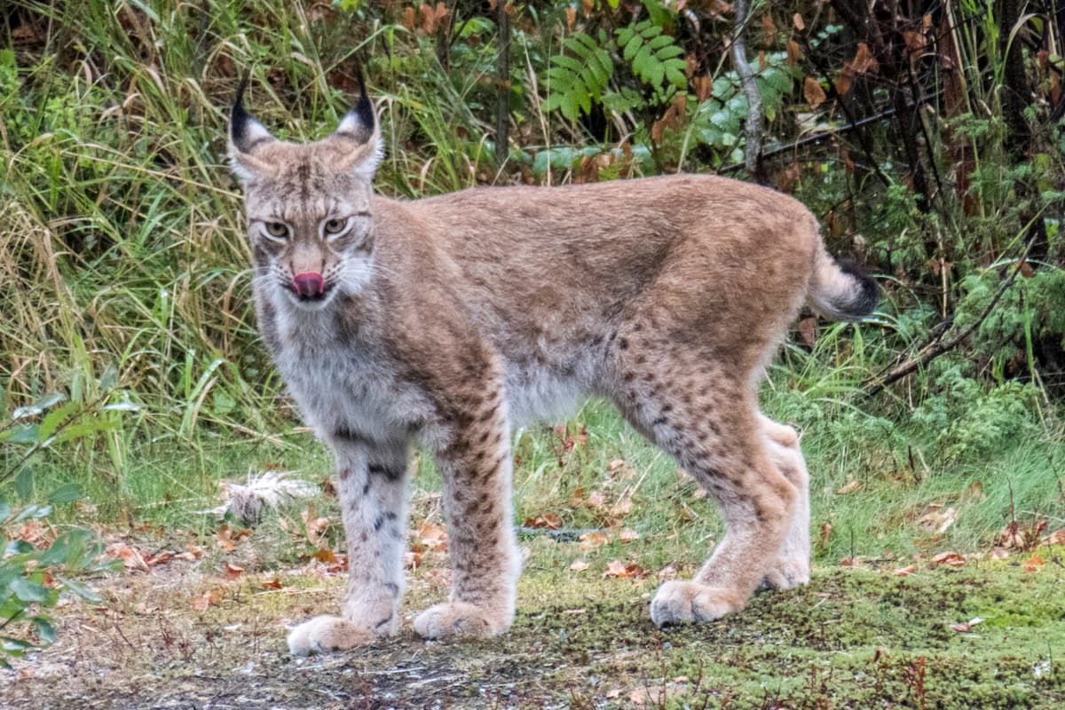 Lynx Protective Hunt Approved in Småland After Lamb Attacks