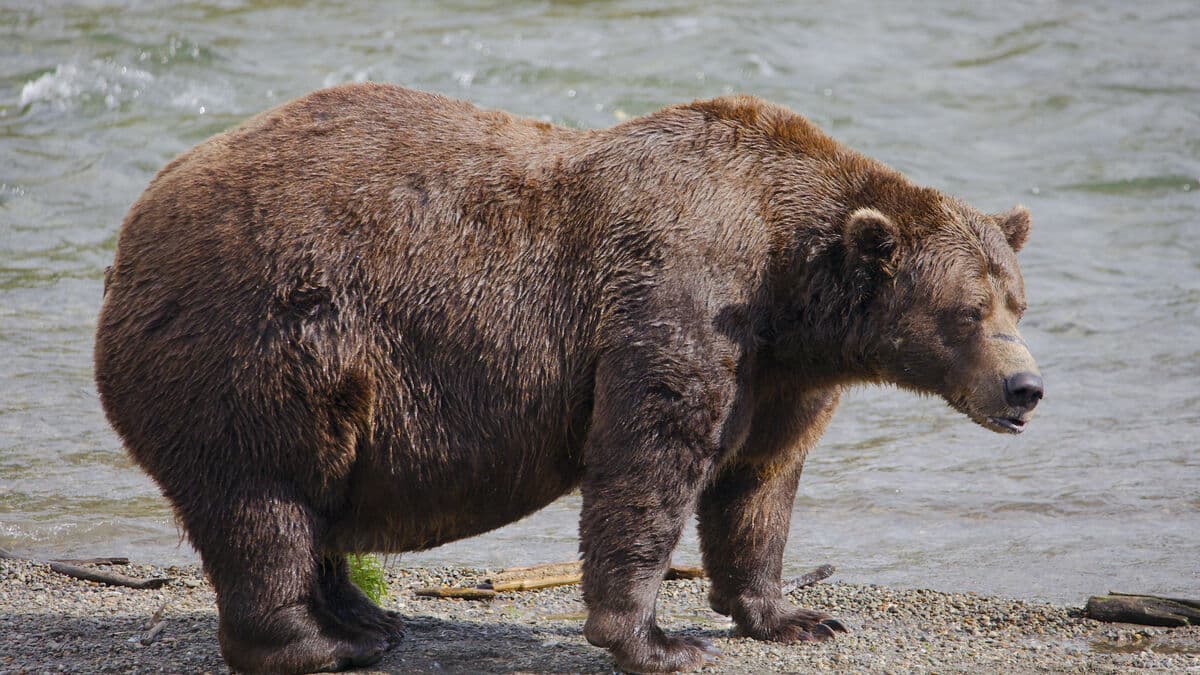 Chunk Wins Fat Bear Week Despite Broken Jaw