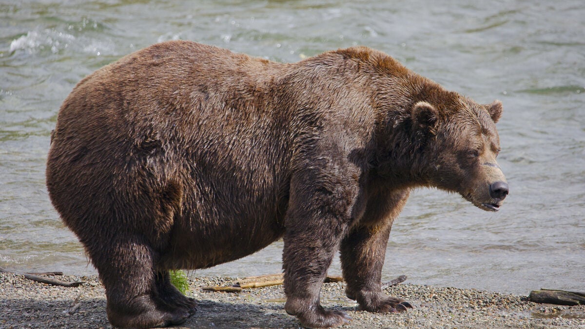 Chunk Wins Fat Bear Week Despite Broken Jaw