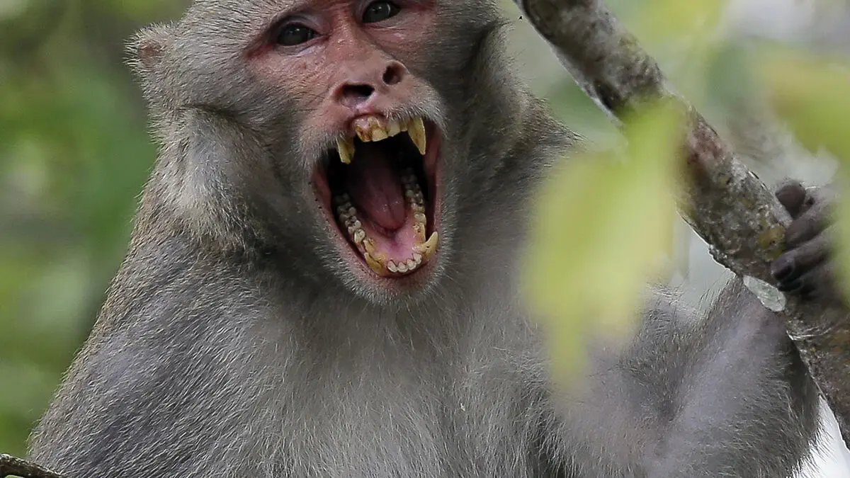 Study Finds Humans and Apes Laugh in the Same Rhythm, Sharing a 15-Million-Year-Old Pattern