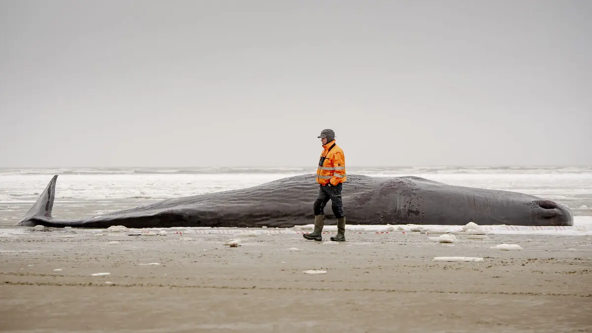 All stranded sperm whales in