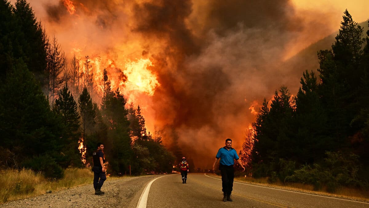 Forest fires are spreading, a threat to plants and animals
