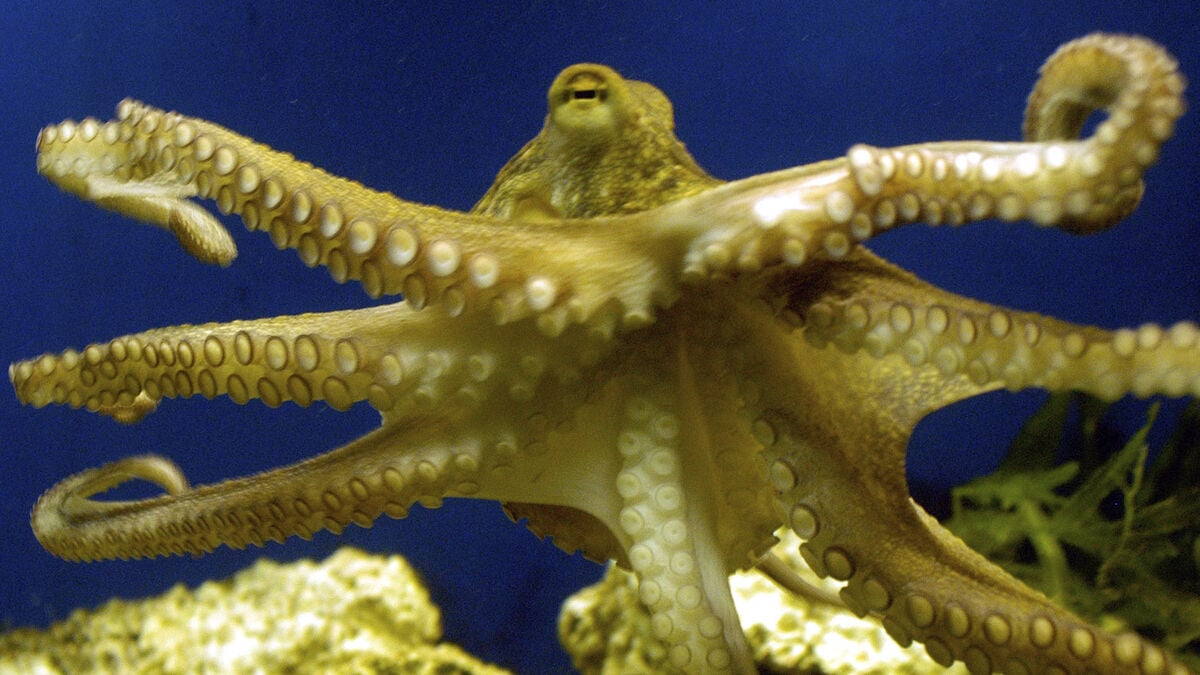 The world's oldest octopus wasn't an octopus