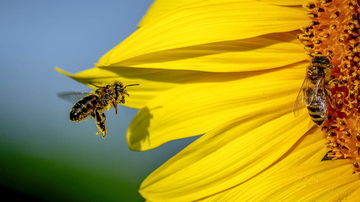 European Butterflies and Bees Face Growing Extinction Threat