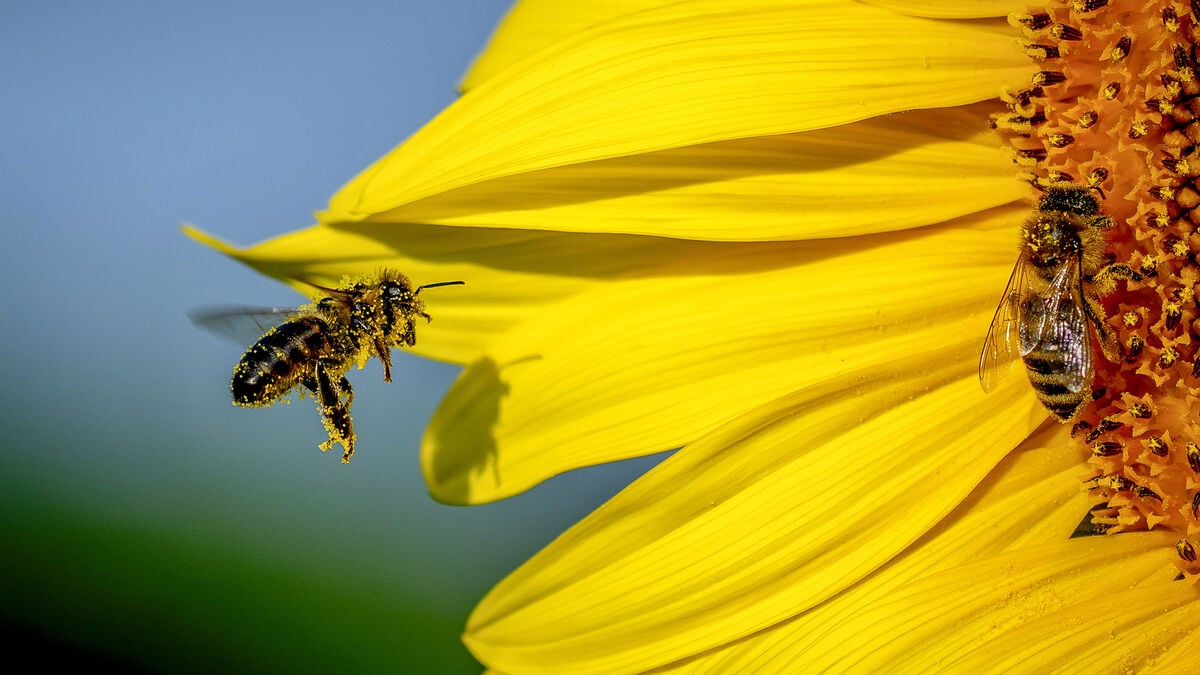 European Butterflies and Bees Face Growing Extinction Threat
