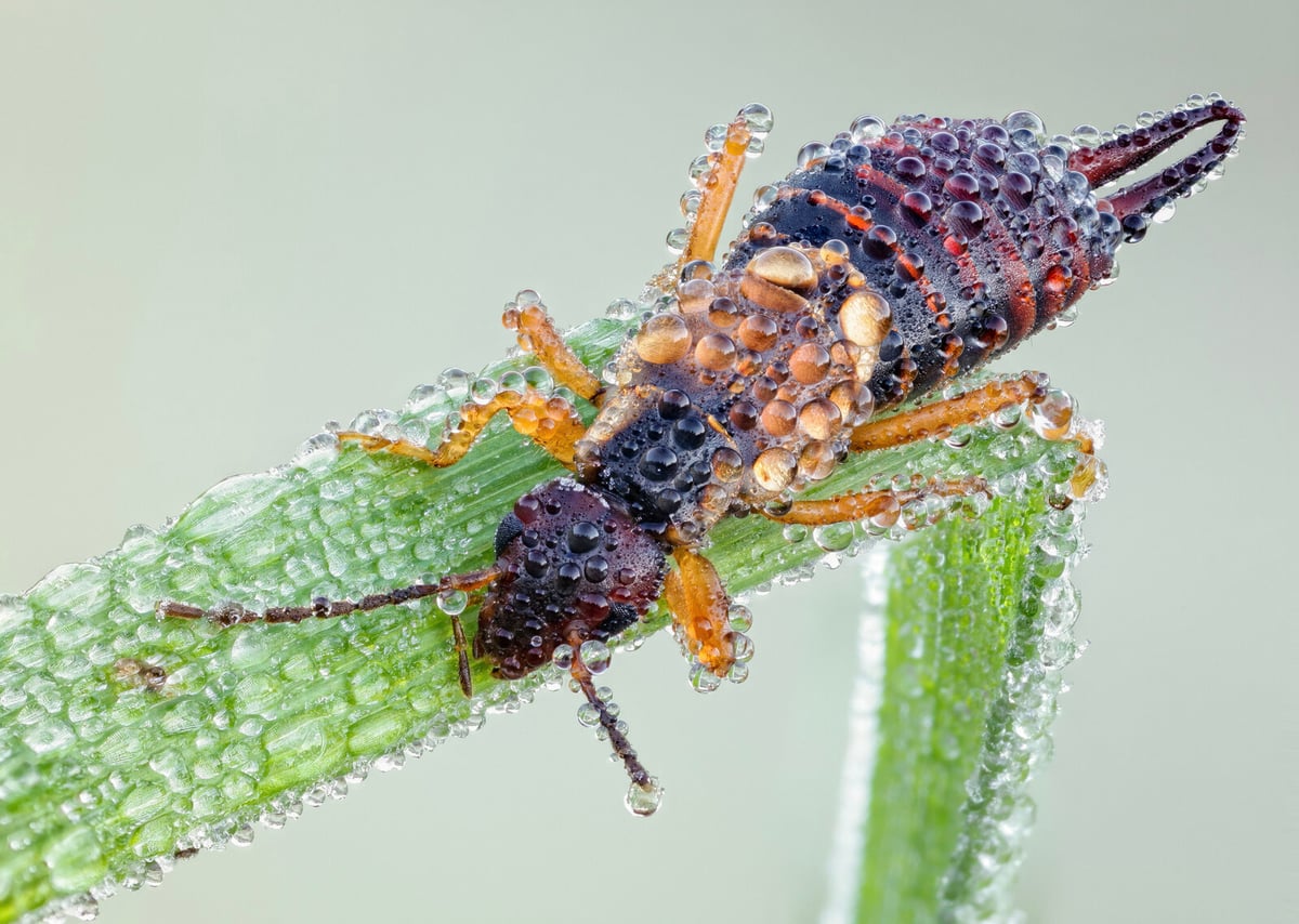 Ladybug Named 2025 Garden Bug of the Year for Its Benefits