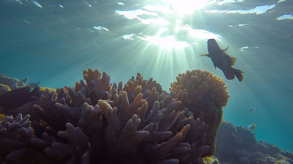 Oceans Face Triple Threat: Climate Change, Biodiversity Loss, Pollution