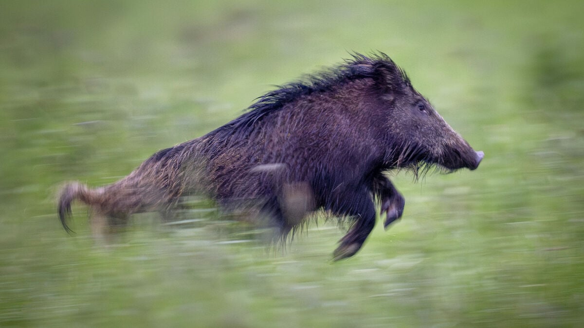 Wild boar hunt from caravan ends with friend shot in the thigh, man charged