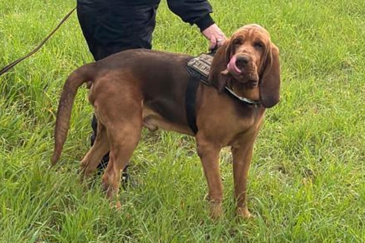 Police Dog's Death in Italy Sparks Emotional Response and Investigation