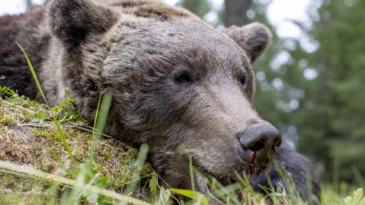 Moose hunter shot bear