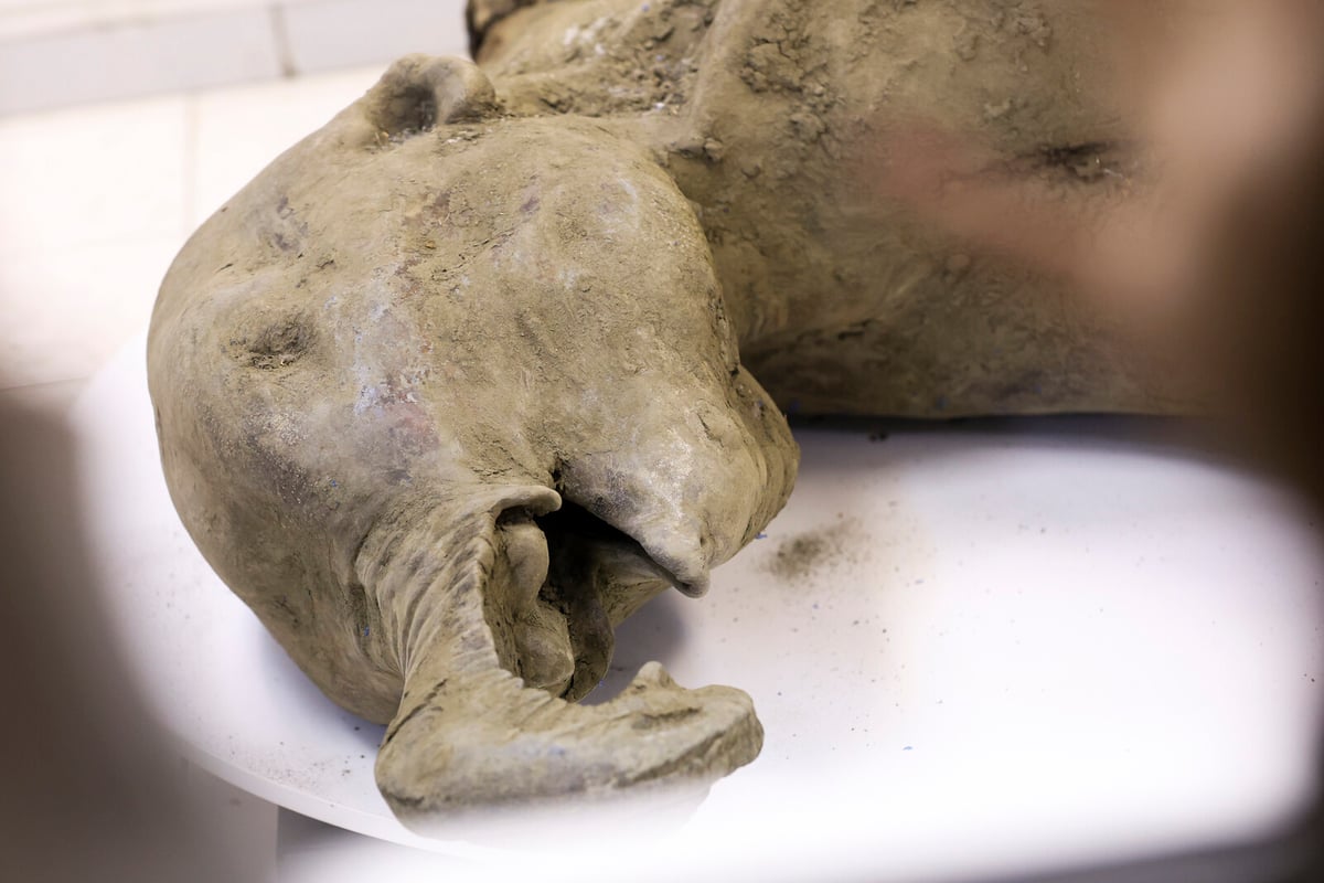 130,000-Year-Old Mammoth Calf Dissected for Climate Insights