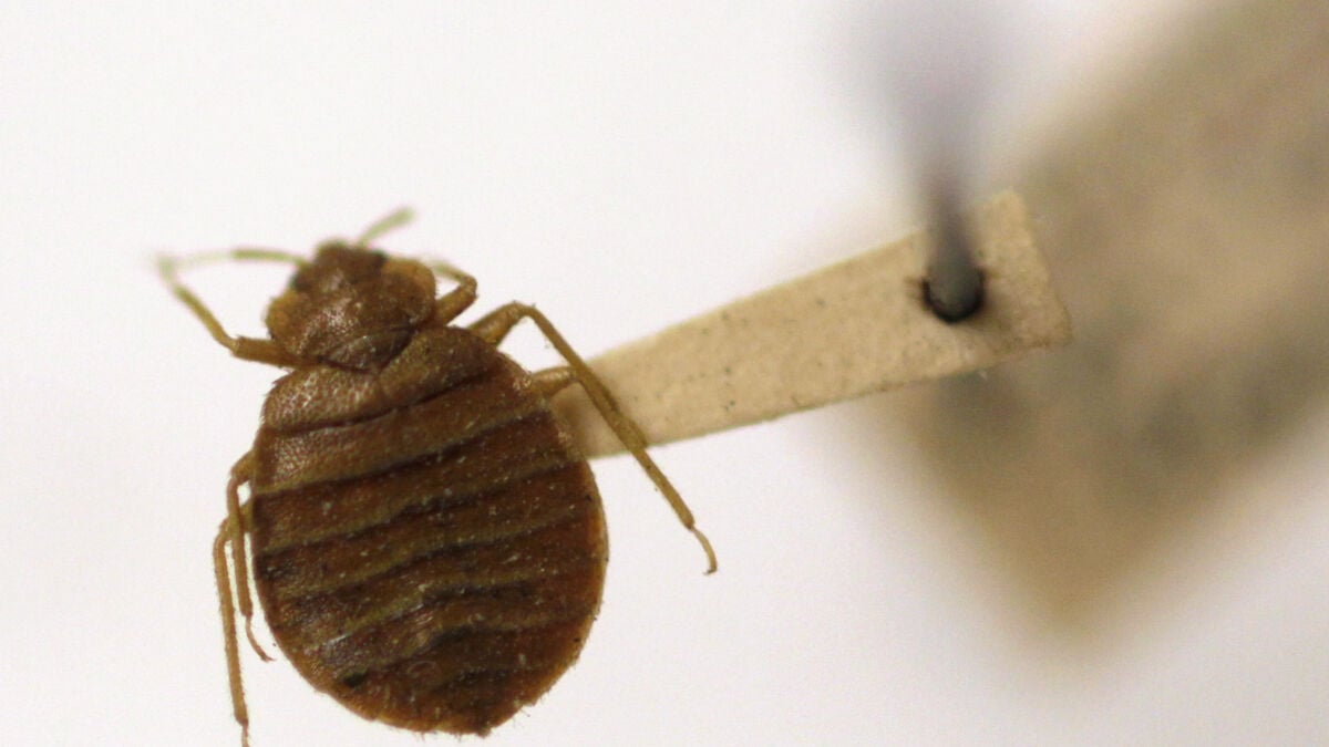 Qantas Flight Grounded After Bedbugs Found on Board, Passengers Rebooked