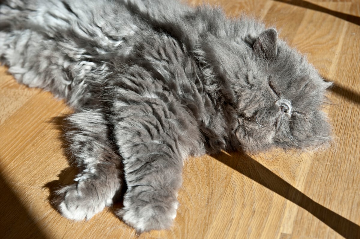 Cats Prefer Sleeping on Left Side for Survival, Study Finds