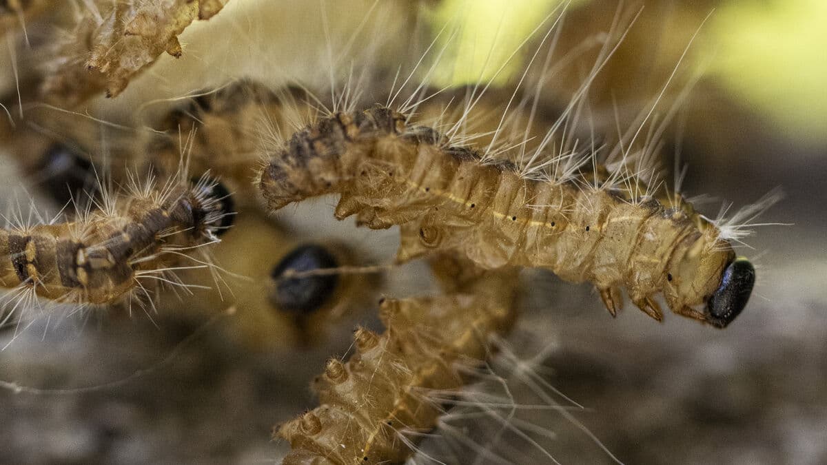 Oak processionary moth, known as the caterpillar from hell, found in Skåne