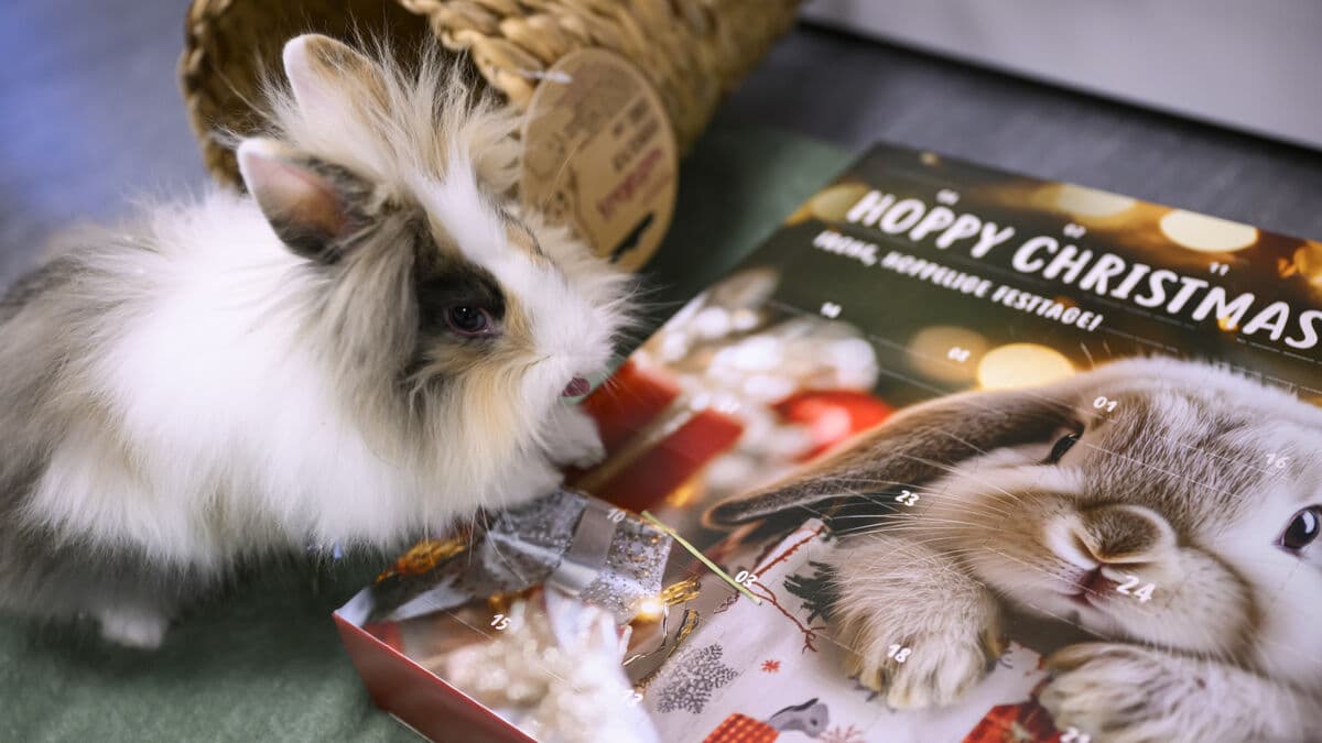 The vet's best pet care tips