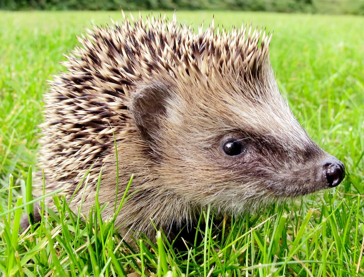 Sweden's Hedgehog Count Begins: Join the Effort to Track Numbers