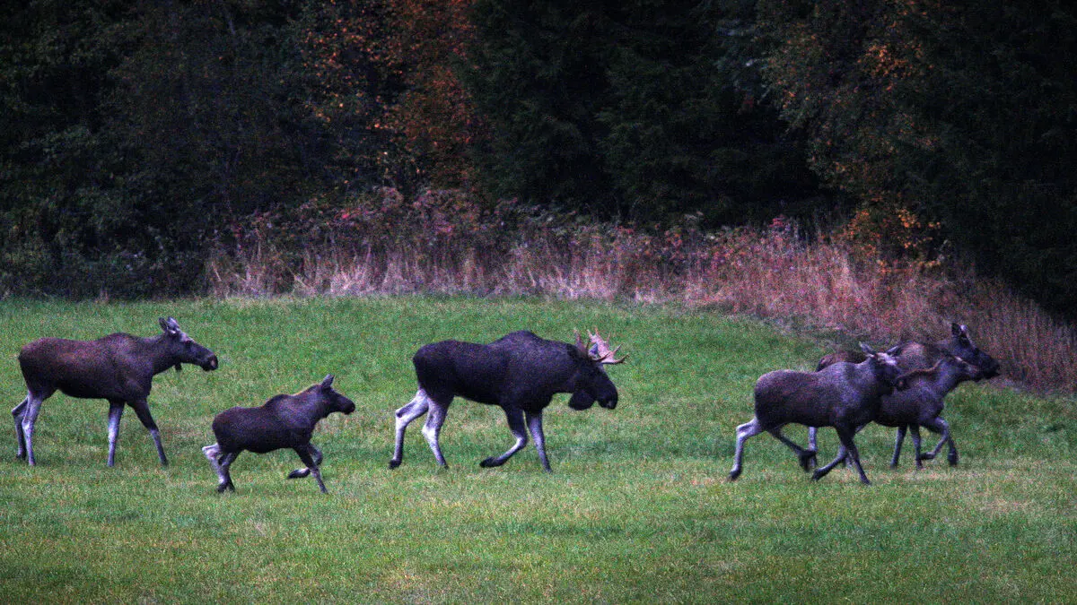 The Great Elk Migration is back this year, live on SVT Play from April 22