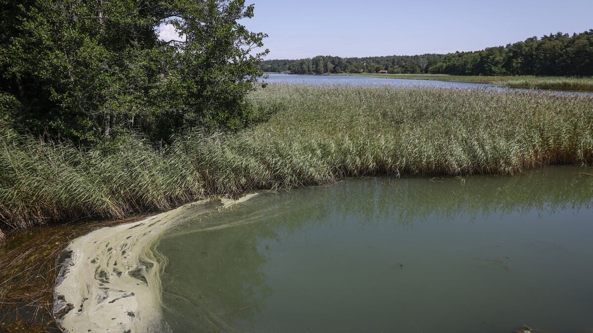 Vibrio bacteria spreading in Swedish waters can cause sepsis and death