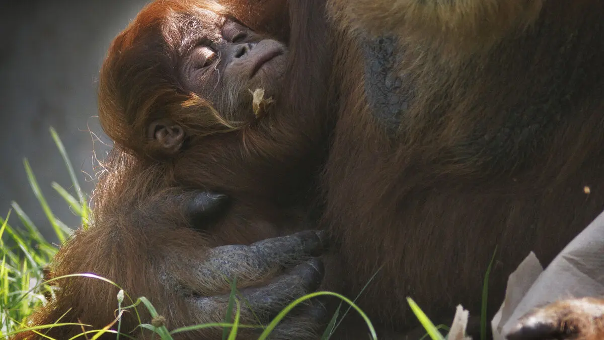 New species are being discovered at an ever faster rate, study shows