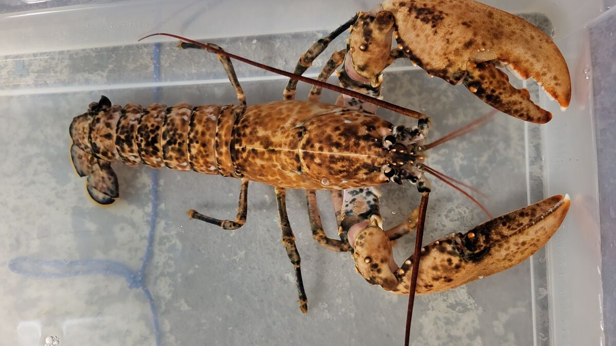 Rare Lobster with Genetic Mutation Caught Off Swedish Coast