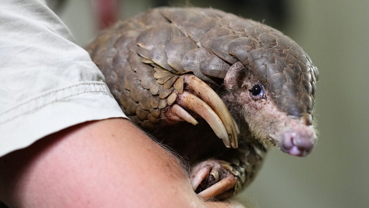 Record-breaking seizure of Asian pangolin scales in Singapore
