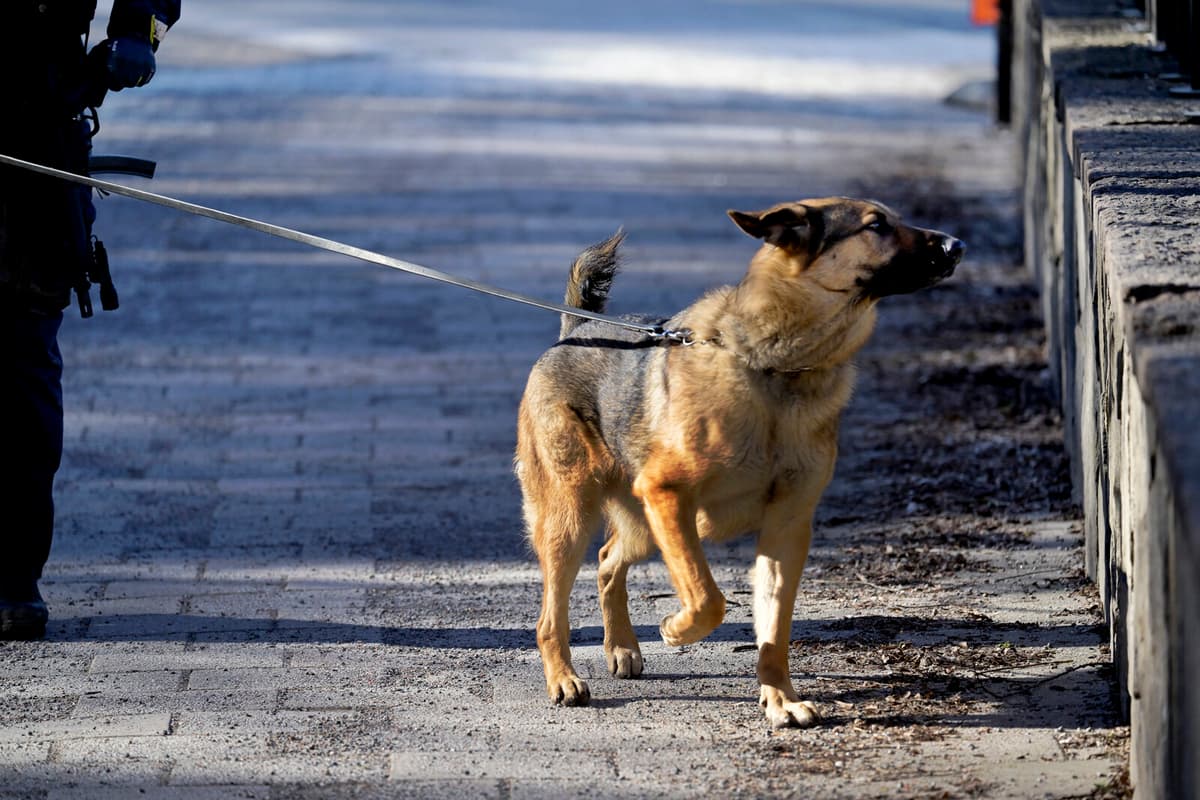 Police Dogs Suffering in New Patrol Vehicles, Handlers Report