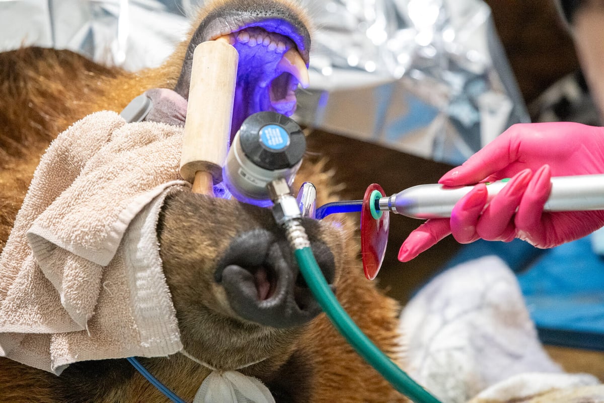 Brown Bear Receives Largest Dental Crown in History at Minnesota Zoo