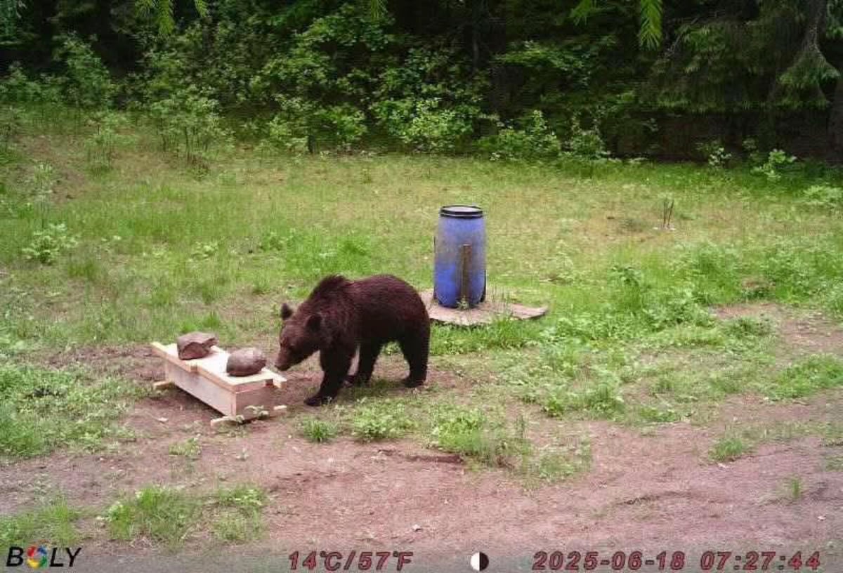 Hunters Defy Orders to Spare Bear in Vilnius Suburbs