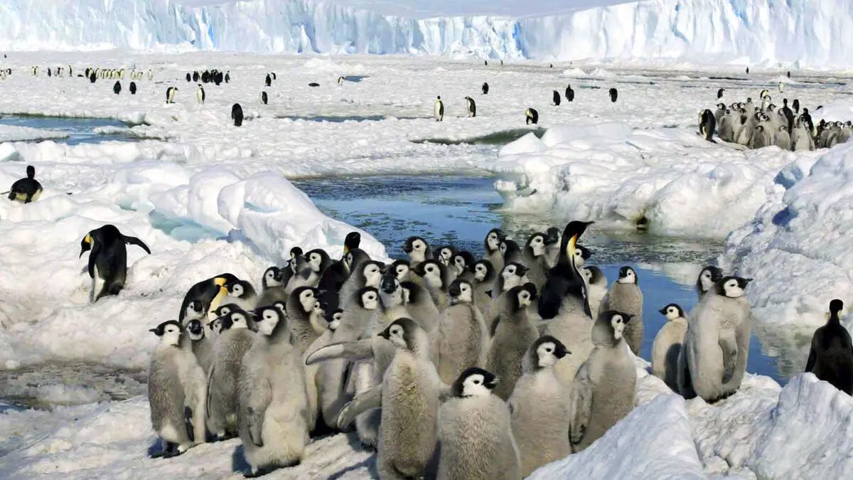 Emperor penguins now listed as endangered by IUCN