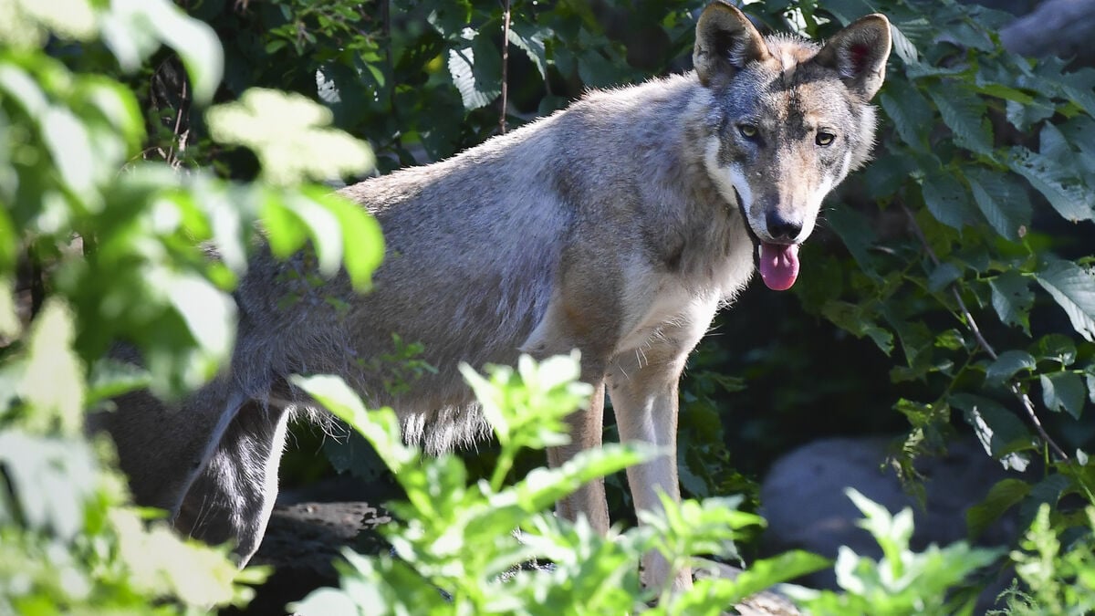 Wolf killed during sheep attack in Vaggeryd municipality