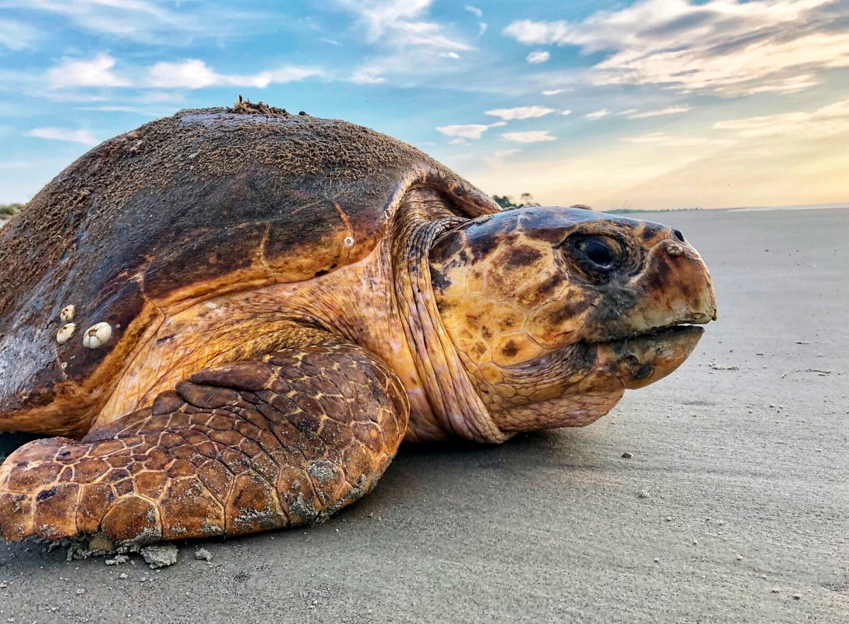 Turtle X-Rayed in Horse Clinic After Boat Accident in Florida
