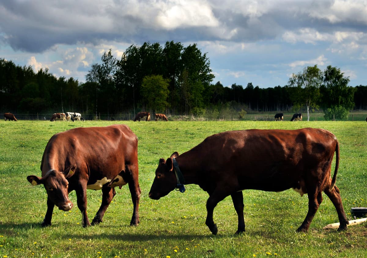 Pourmokhtari Defends Dairy Cows' Grazing Rights Amid Tidö Party Debate