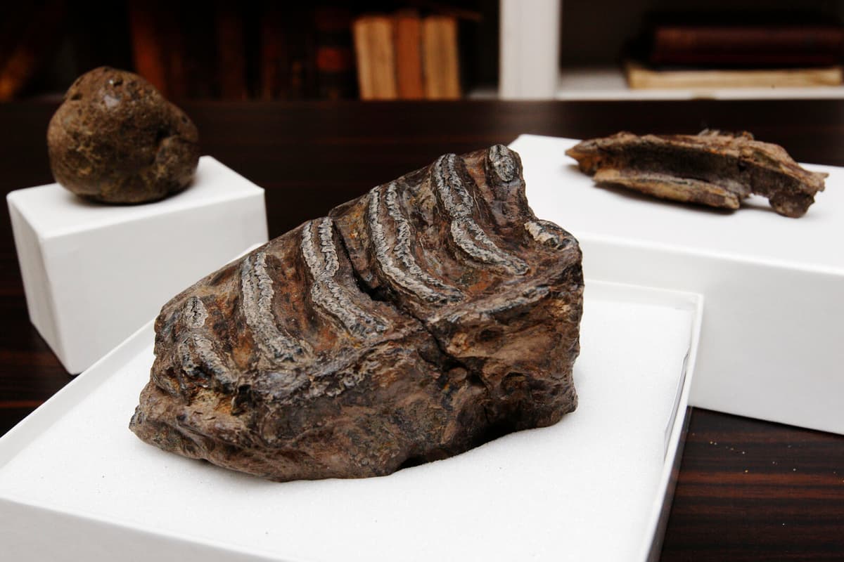 Russian Customs Seize 939 Kilos of Smuggled Mammoth Tusks