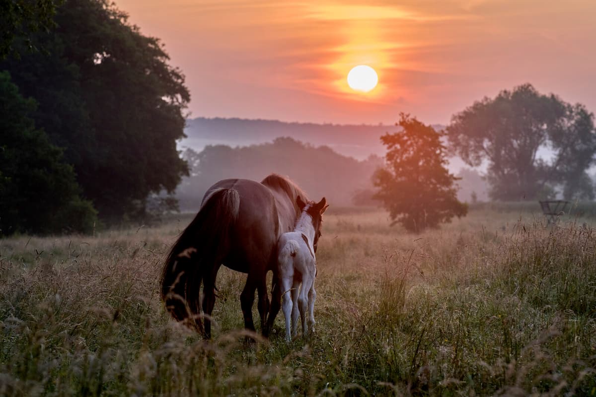 German Economic Confidence Surges in June, Surpassing Expectations