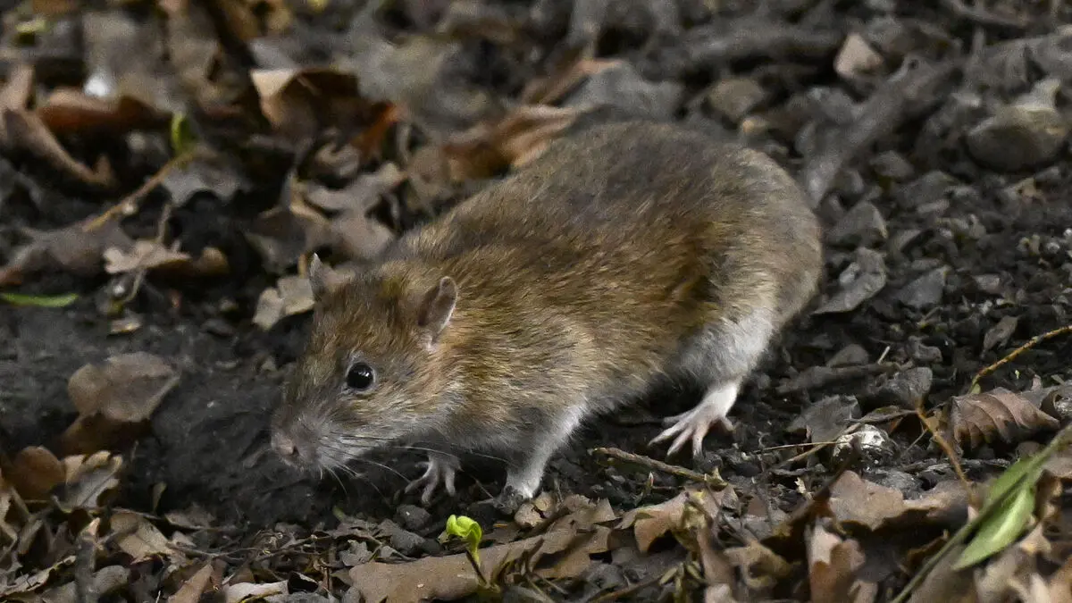 A million rats were caught - here's how to get rid of them