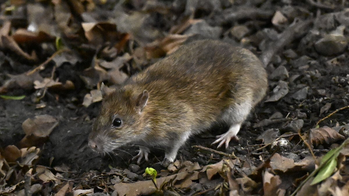 A million rats were caught - here's how to get rid of them