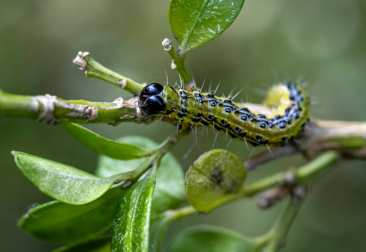 Harmful Boxwood Moth Spreading Rapidly Across Sweden