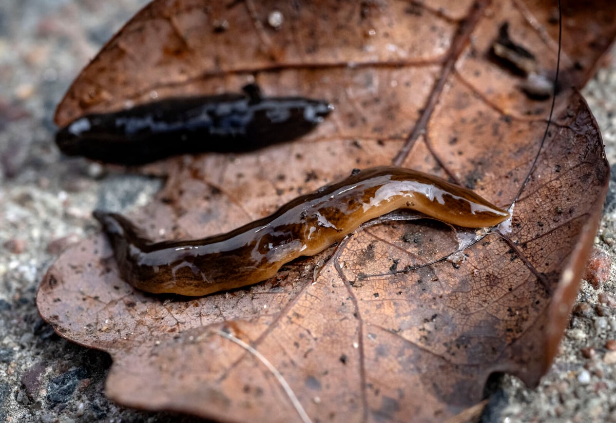 26 New Invasive Species Added to EU Warning List
