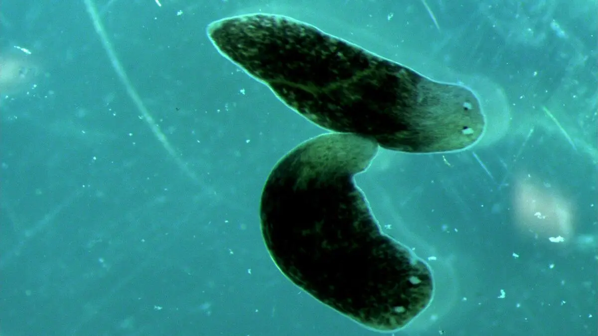Flatworms from a Malmö pond can speed up wound healing