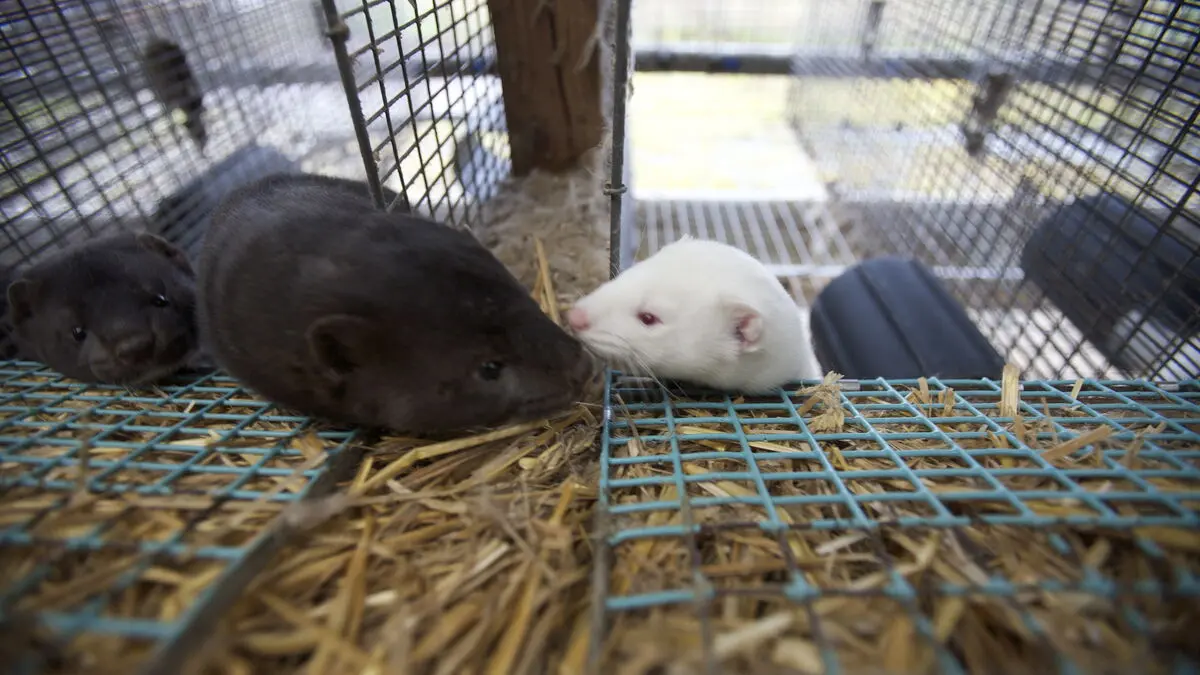 Investigation recommends banning the breeding of fur animals in Sweden from July 1, 2027