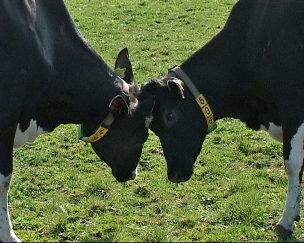 Foot-and-Mouth Disease Found in Hungary