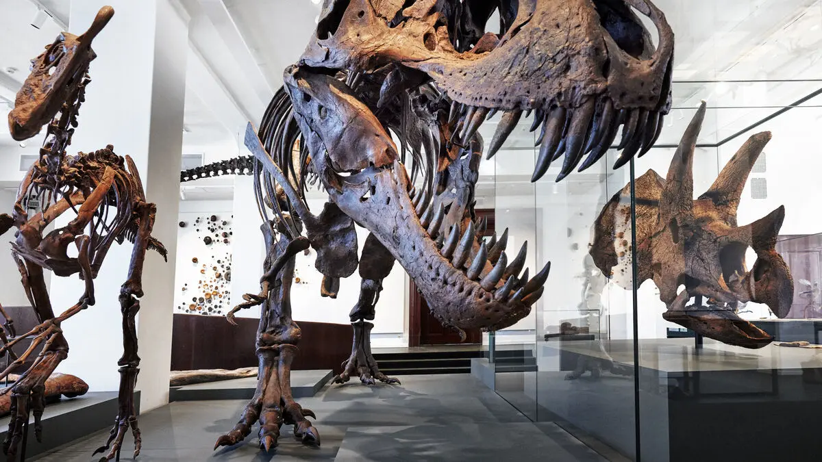 T. rex Gus sells for record $50.1 million at Sotheby’s auction