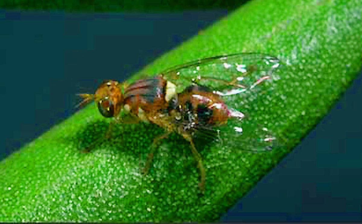 Fruit Flies Stay Alert Even During Sleep, Study Reveals