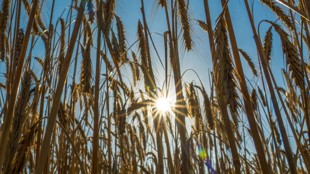 September Was the Second-Warmest Month on Record Globally, Copernicus Says