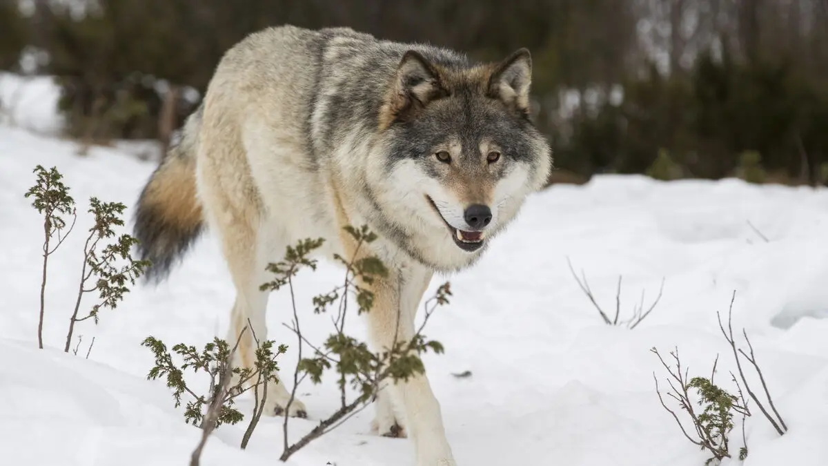 Court stops next year's wolf hunt