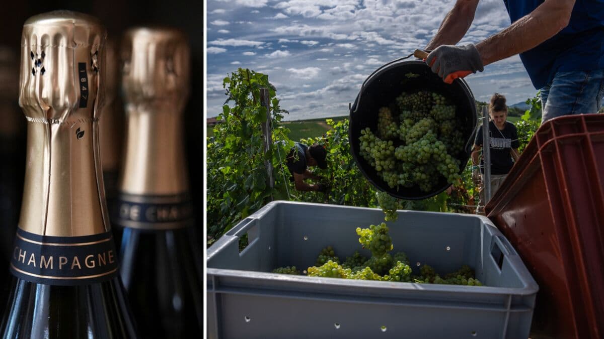 Hot summer in France hits Champagne harvest, pushes sugar and alcohol levels higher