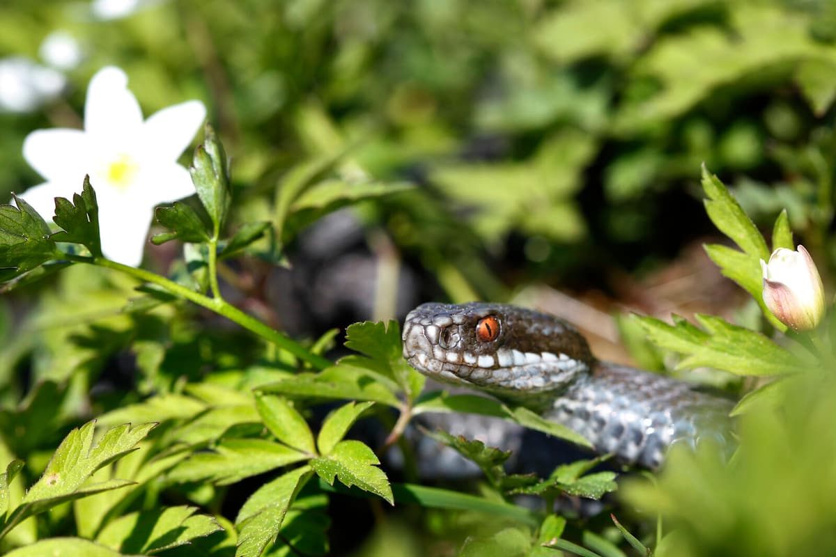 Protect Your Dog from Adders This Season: Essential Tips