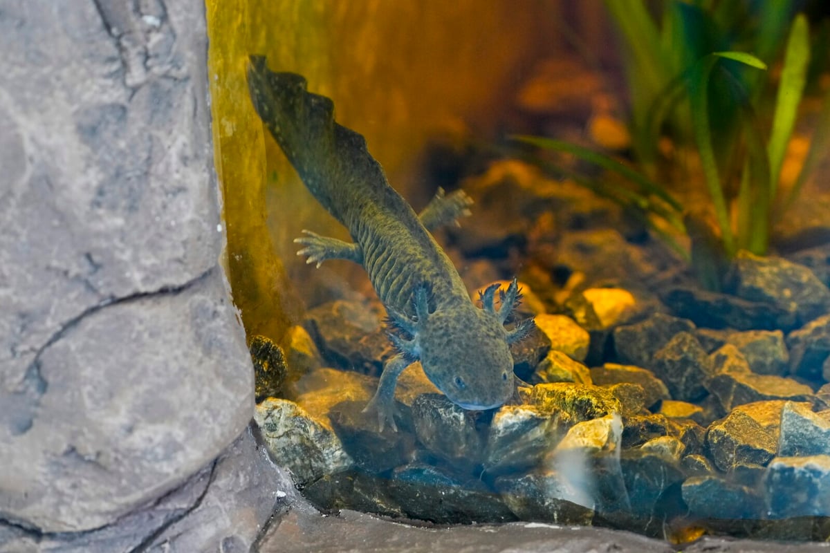 Captive-Bred Axolotls Thrive and Reproduce in Mexican Wetlands