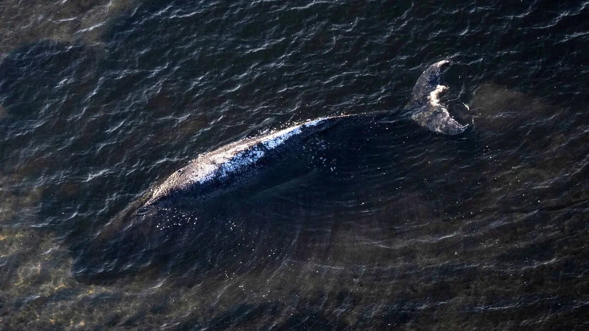 Humpback whale Timmy dead, stranded on Danish island Anholt