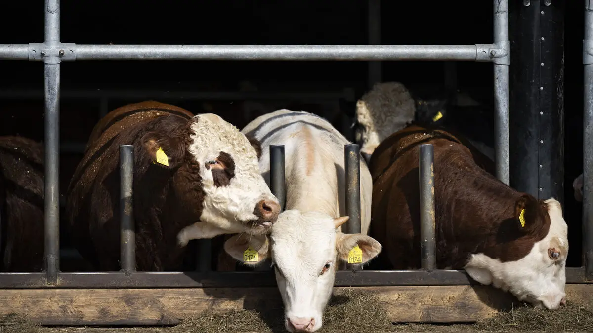 Compensation for Swedish farmers will result in cheaper meat